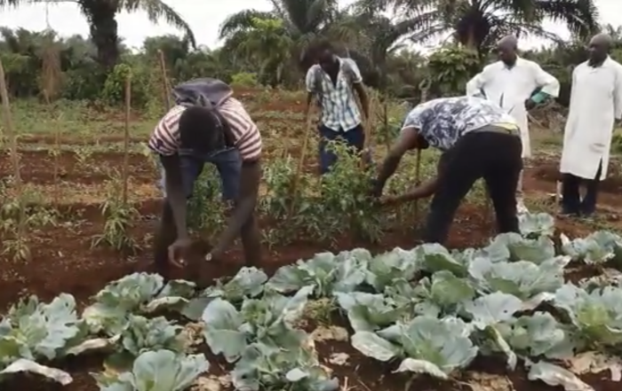 scuola agricola bangui